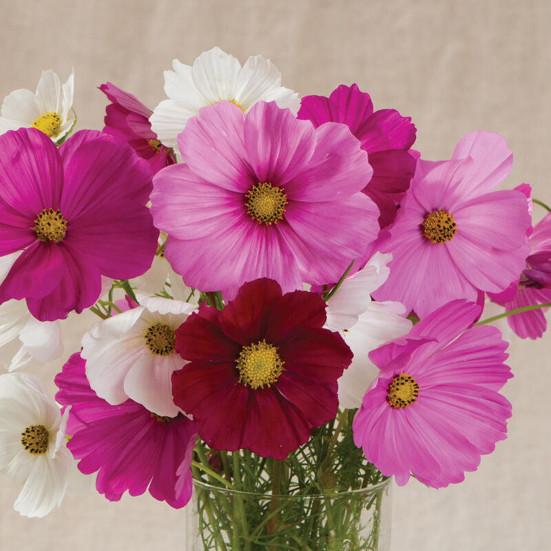 The Flower Box