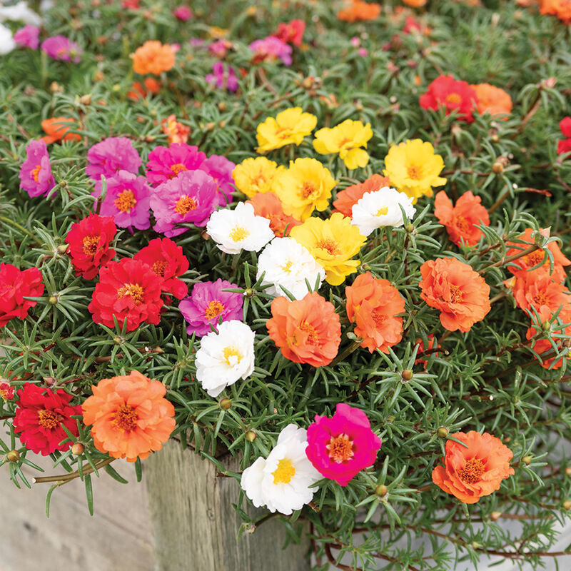 The Flower Box