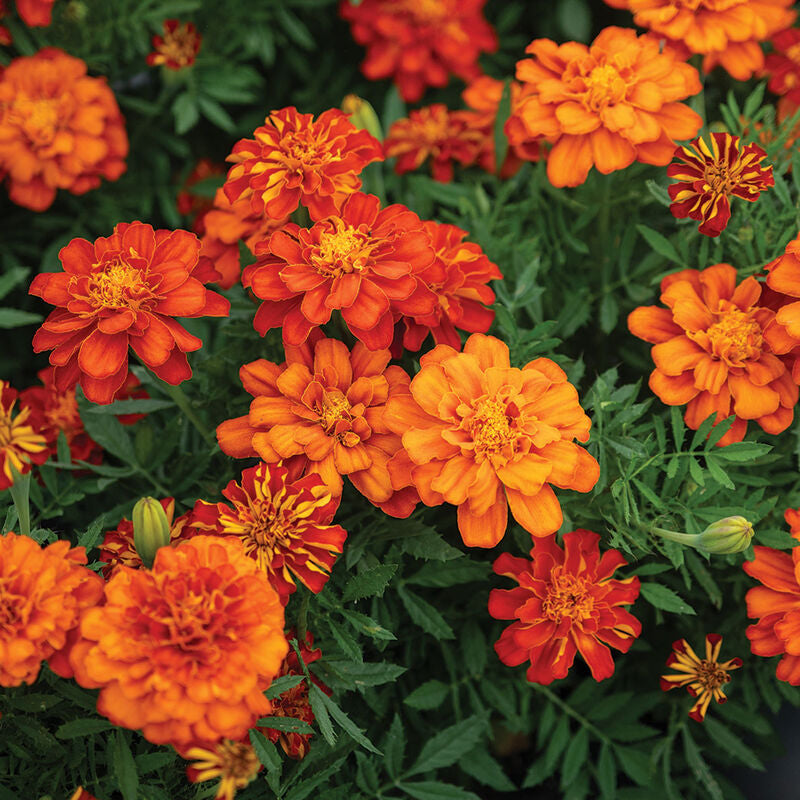 The Flower Box